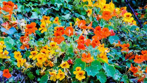 High angle view of orange flowering plants