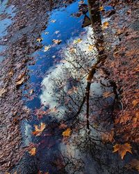 Reflection of trees in puddle