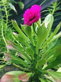 Close-up of flower blooming outdoors