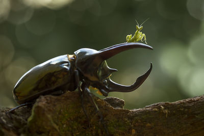 Best friend of big beetle with little mantis