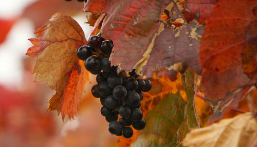 Close-up of berries on leaves during autumn
