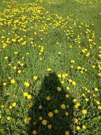 Close-up of yellow flowers blooming in field