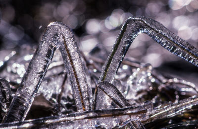 Close-up of frozen sticks