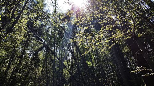 Low angle view of trees in forest