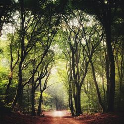 Road amidst trees in forest