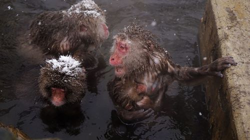 High angle view of monkey swimming in lake