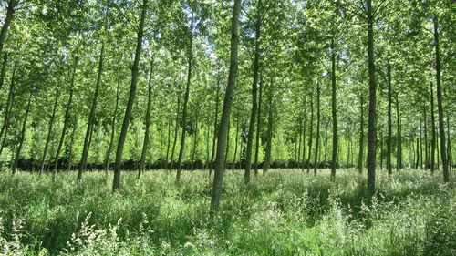 Scenic view of forest