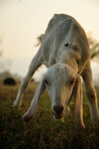 Close-up of sheep on field