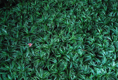 Full frame shot of plants on field