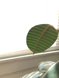 Low angle view of leaves against clear sky