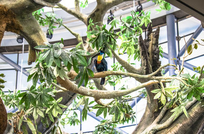 Low angle view of parrot perching on tree