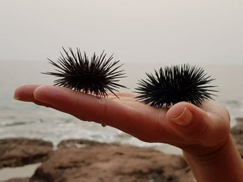 Close-up of cropped hand holding sea urchins at beach