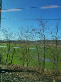 Bare trees on field against sky