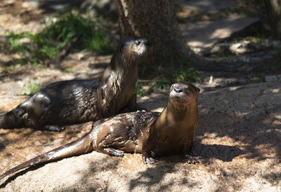 One pair of north american river otters lontra canadensis sunning on a shore