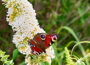 Close-up of butterfly pollinating on flower