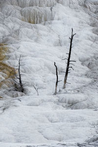 Dead tree on snow covered land