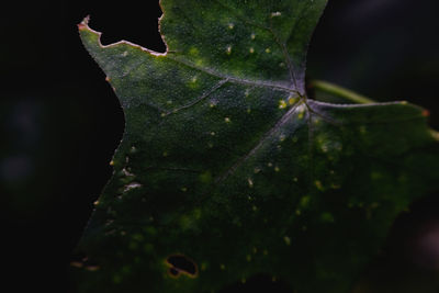 Close-up of water drops on leaves