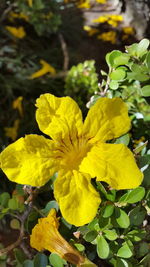 Close-up of yellow flowers blooming outdoors