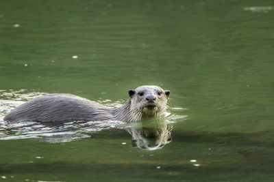 Portrait of duck swimming in lake