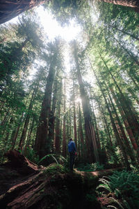 Low angle view of trees in forest