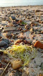 Close-up of dry leaves on beach