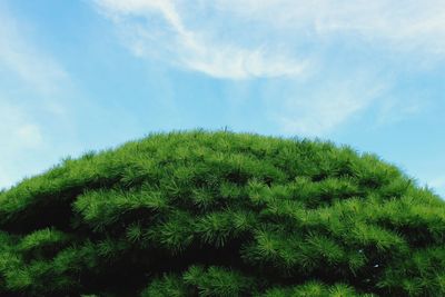 Low angle view of succulent plant against sky