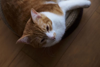 High angle view of cat resting on hardwood floor