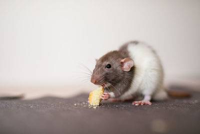 Close-up of an eating food