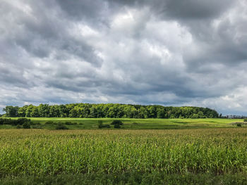 Scenic view of agricultural field against sky