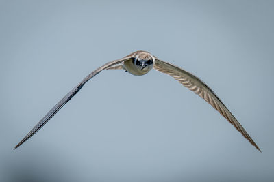 Close-up of bird flying against clear sky