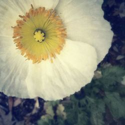 Close-up of white flower