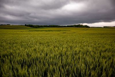 Scenic view of agricultural field against sky