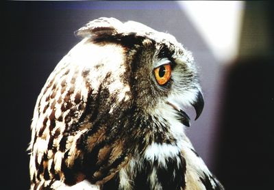 Close-up of owl perching outdoors