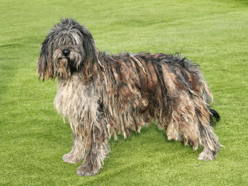 Dog standing in field