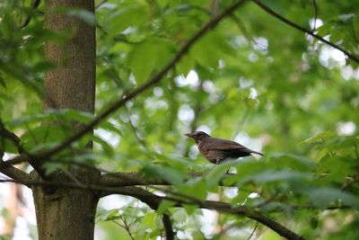 Bird perching on a tree