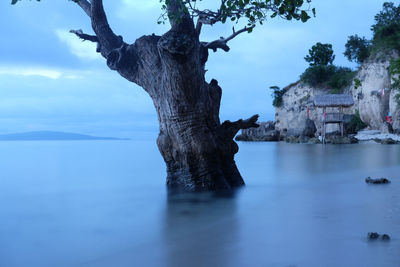 Tree trunk by water against sky