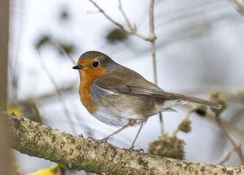 Close-up of bird perching on branch