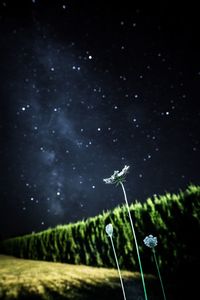 Low angle view of plant on field against sky at night