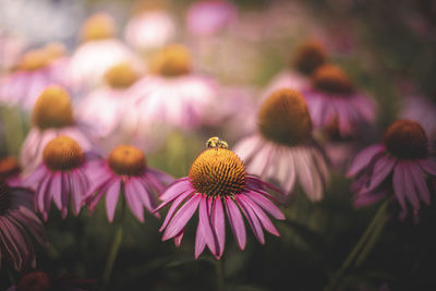 Close-up of flowering plants on field with bee