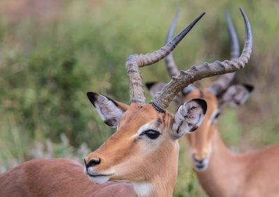 Close-up of a deer