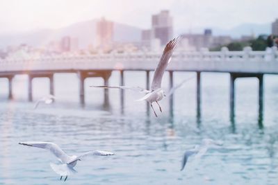 Seagull flying over river against sky