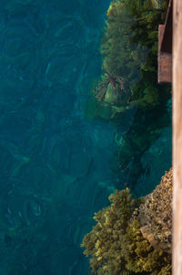 Fish and corral in aqaba gulf