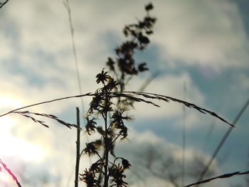 Close-up of plant against sky