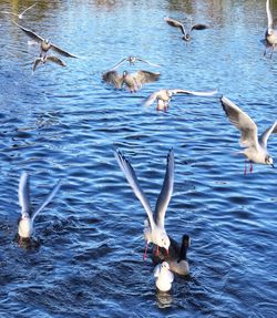 High angle view of swans swimming in lake