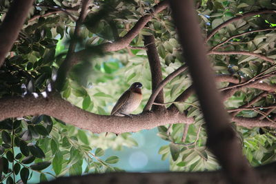 Bird perching on a tree