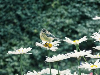 Close-up of bird perching on yellow flowers