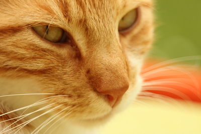 Close-up portrait of a cat