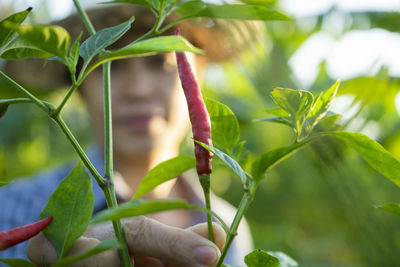 Close-up of hand holding plant