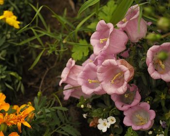 Close-up of pink flowers blooming outdoors