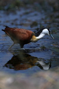 Canada geese swimming in lake